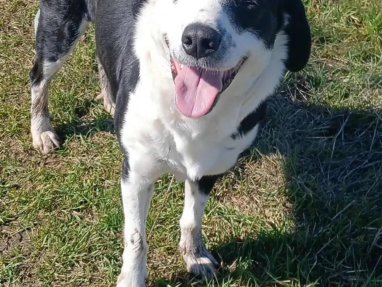 Billede 4 - Skønne Frigg søger sin egen familie