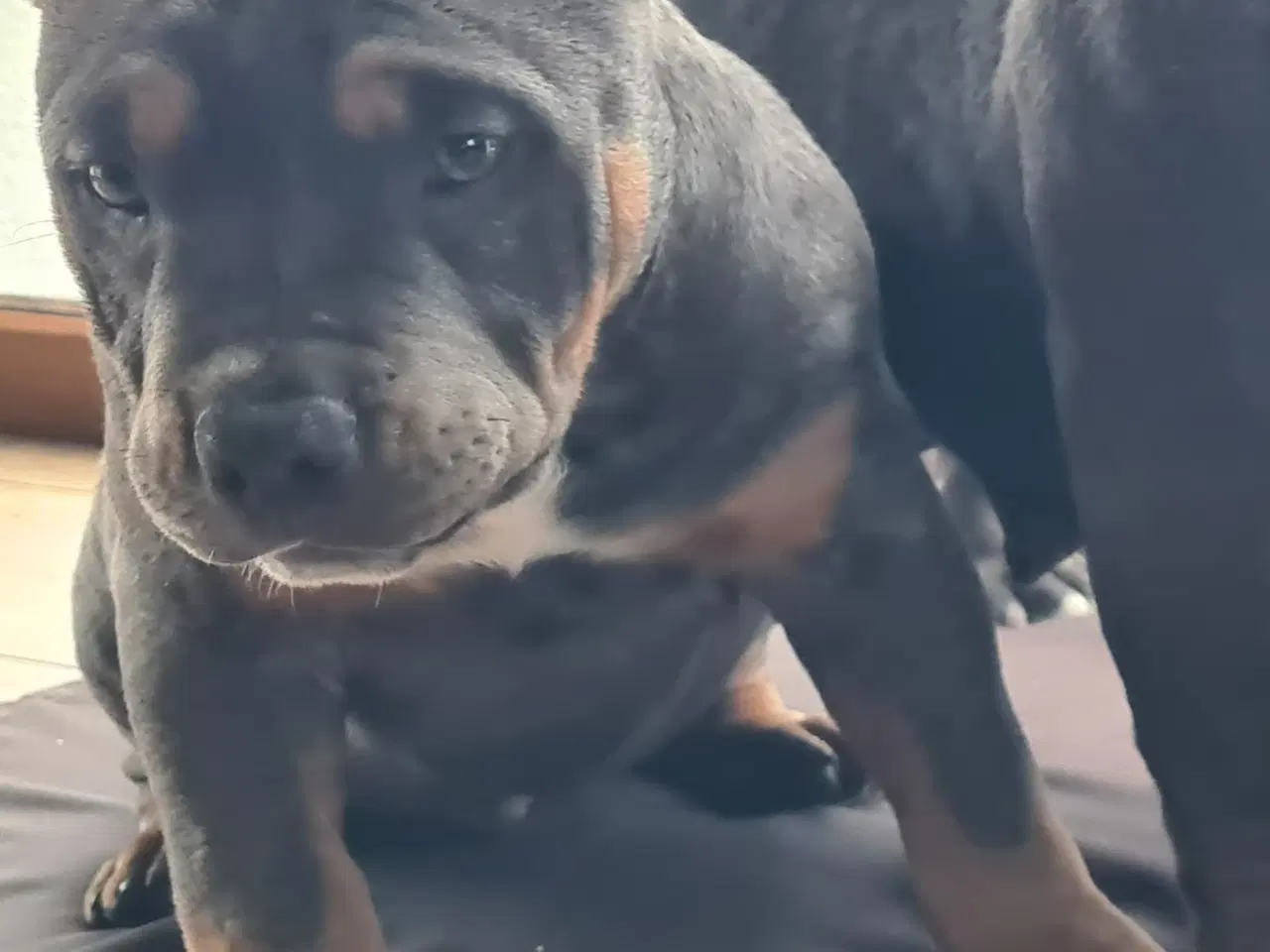 Billede 4 - American Bully Tilbage Dreng BigDogsRomania