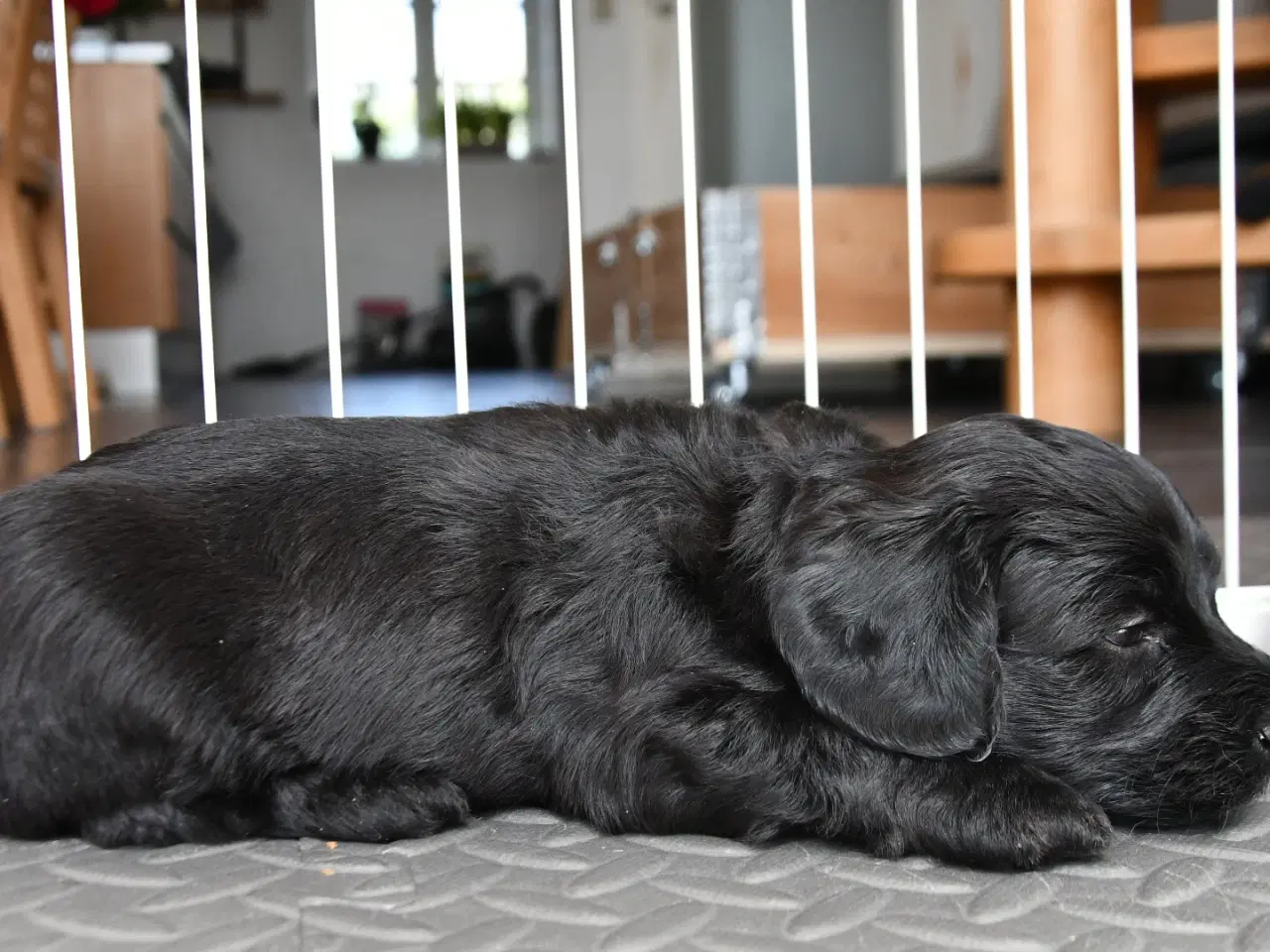 Billede 16 - Brichon Havaness F1