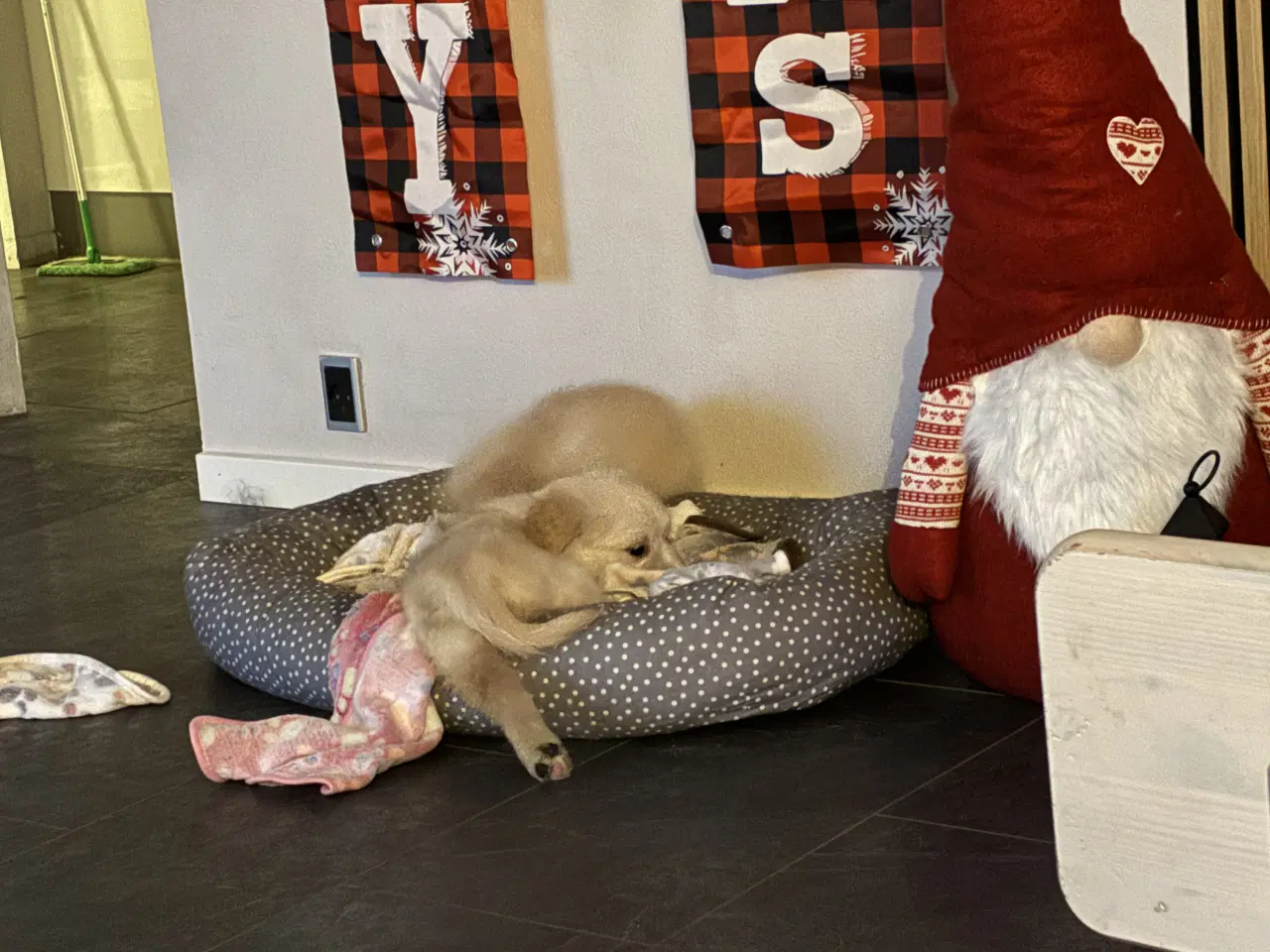 Billede 2 - Super skønne hvalpe klar til at rejse 