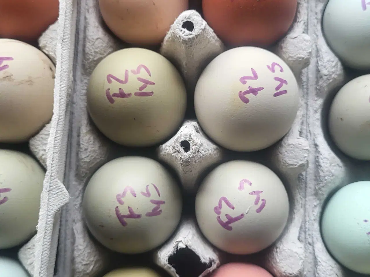 Billede 3 - Smukke rugeæg