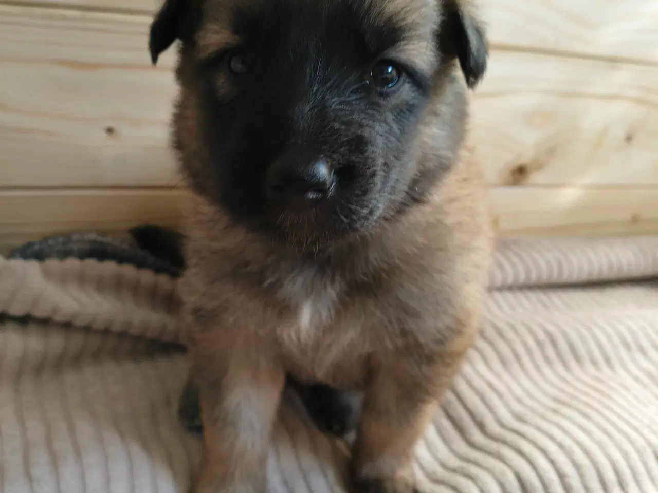 Billede 3 - Belgisk hyrdehund / Schweizisk hyrdehund Hvalpe