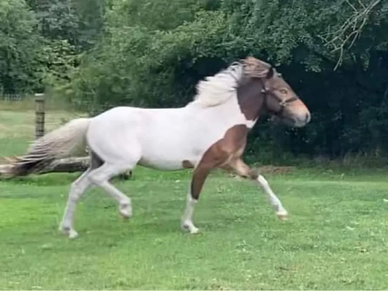 Billede 4 - 1,5 års islænder hingst