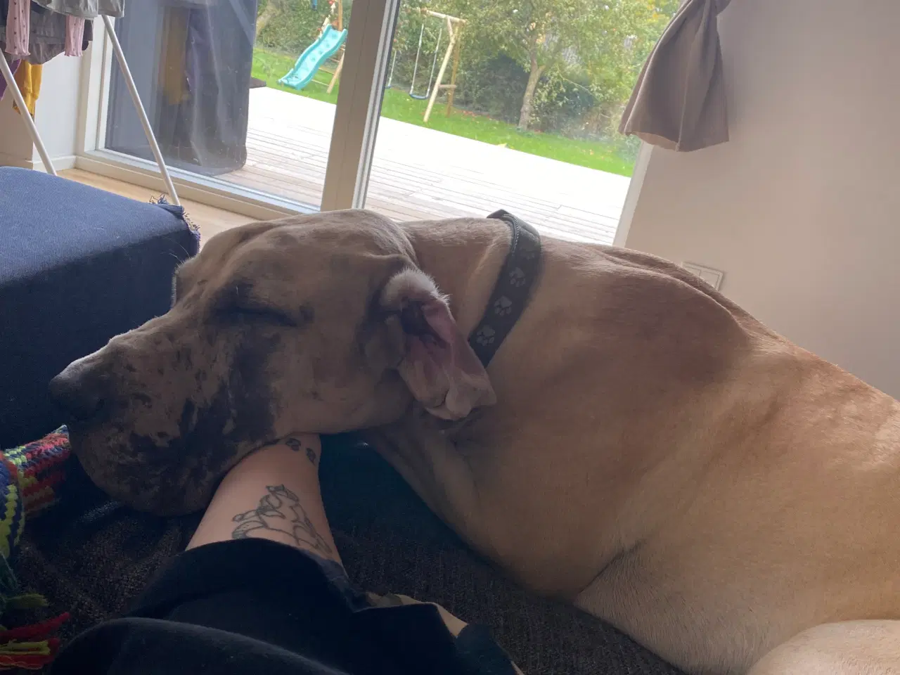 Billede 3 - Grand danois på 1 år