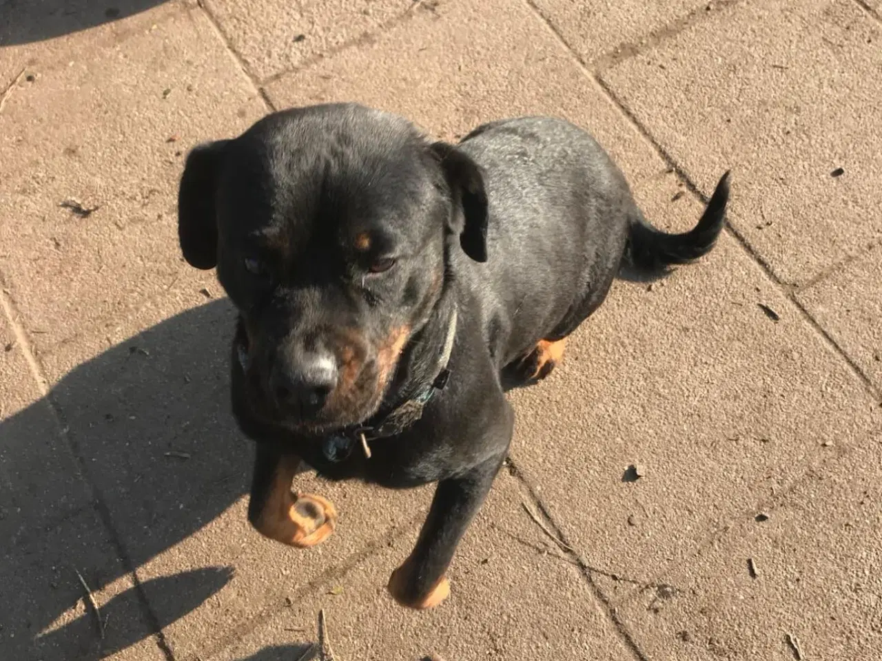 Billede 1 - Dejlige Chili søger nyt hjem.