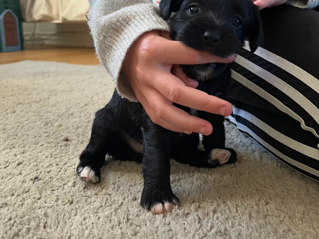 Billede 3 - 3 tævehvalpe sælges - Jack Russell / Bichon Havana