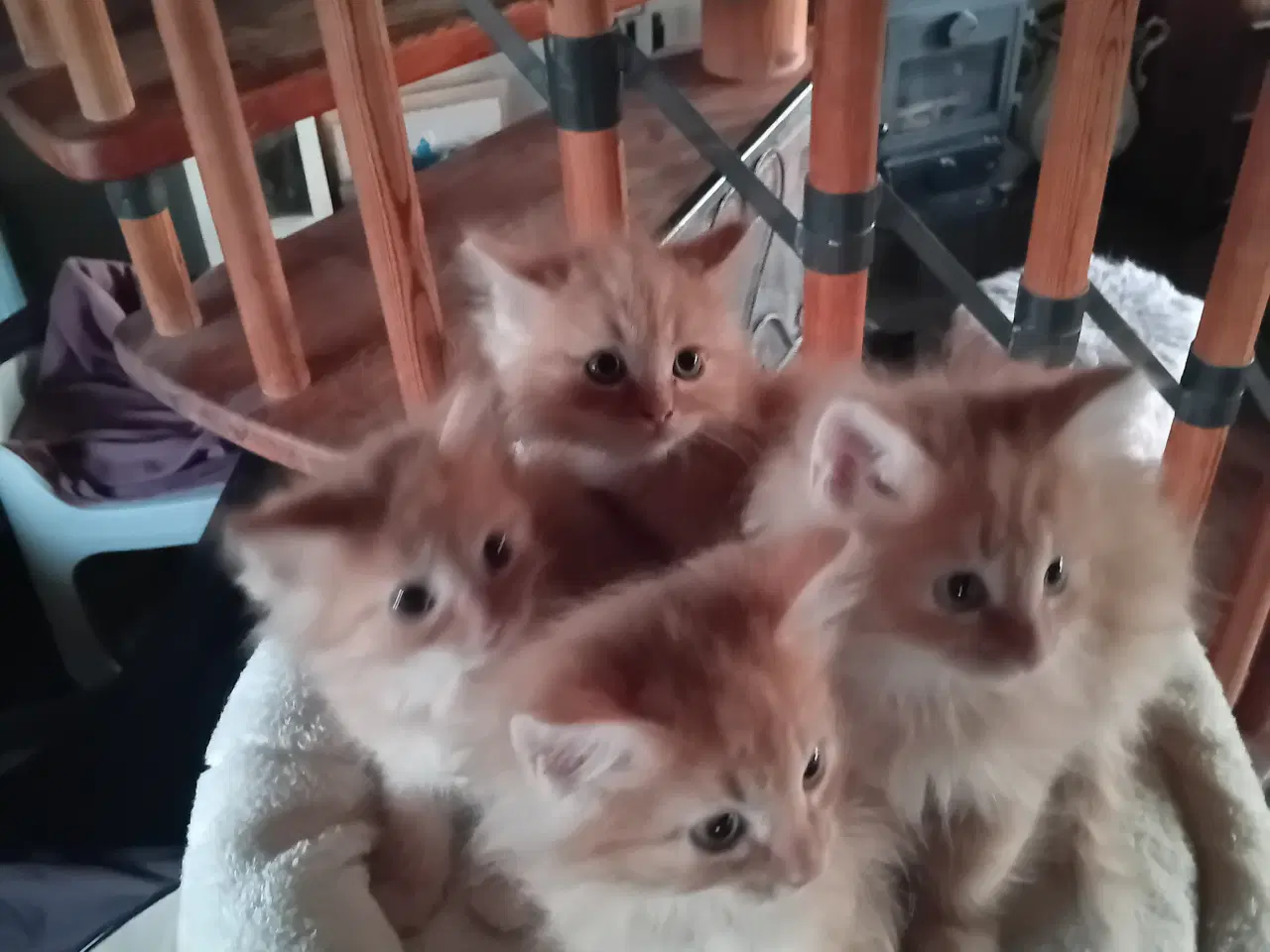 Billede 8 - Maincoon/Norsk Skovkat 