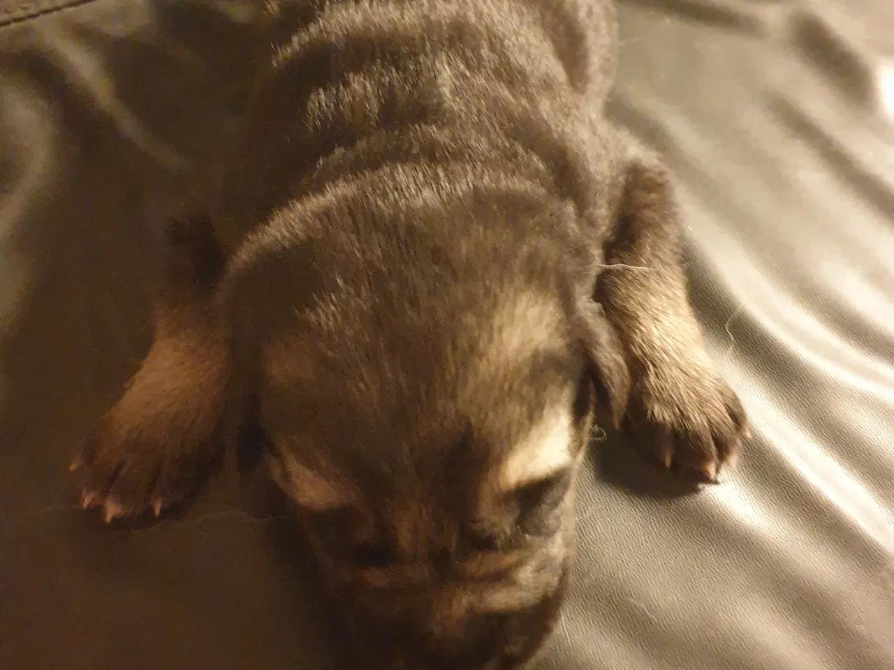 Billede 4 - Schæfer hvalpe/ 1/4 husky