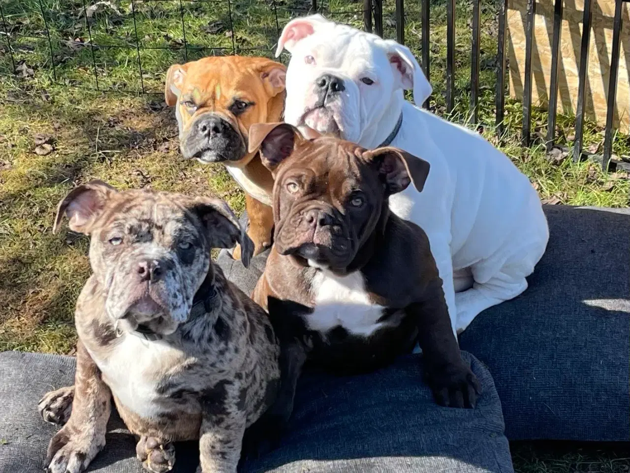 Billede 15 - Olde English bulldog 6 mdr