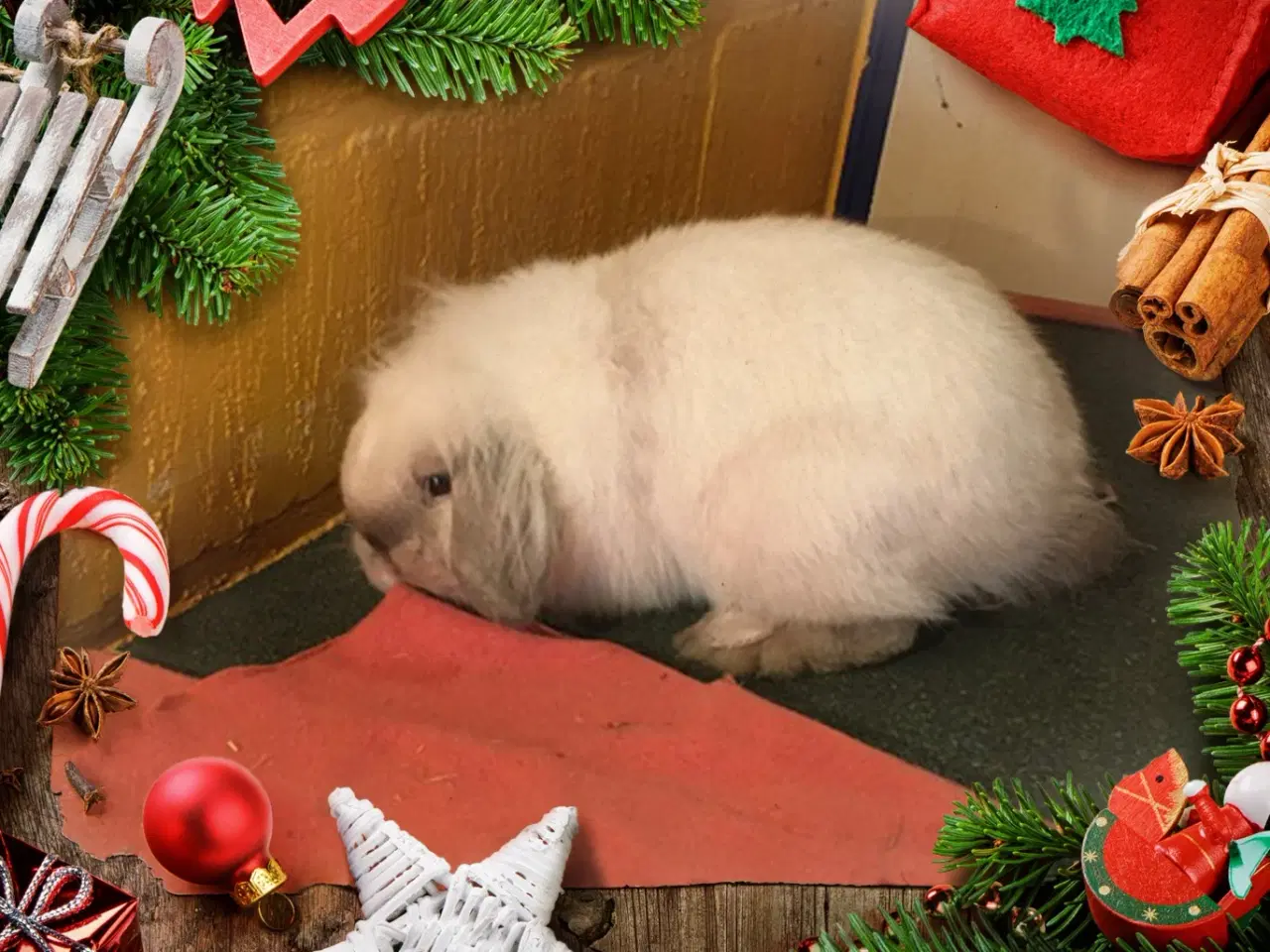 Billede 1 - Smuk Løvehoved dreng med afkomstattest