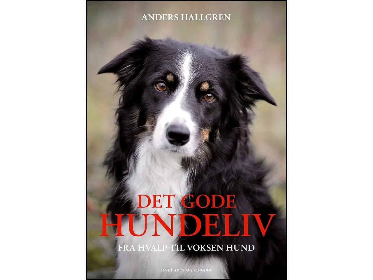 Billede 1 - Det gode Hundeliv