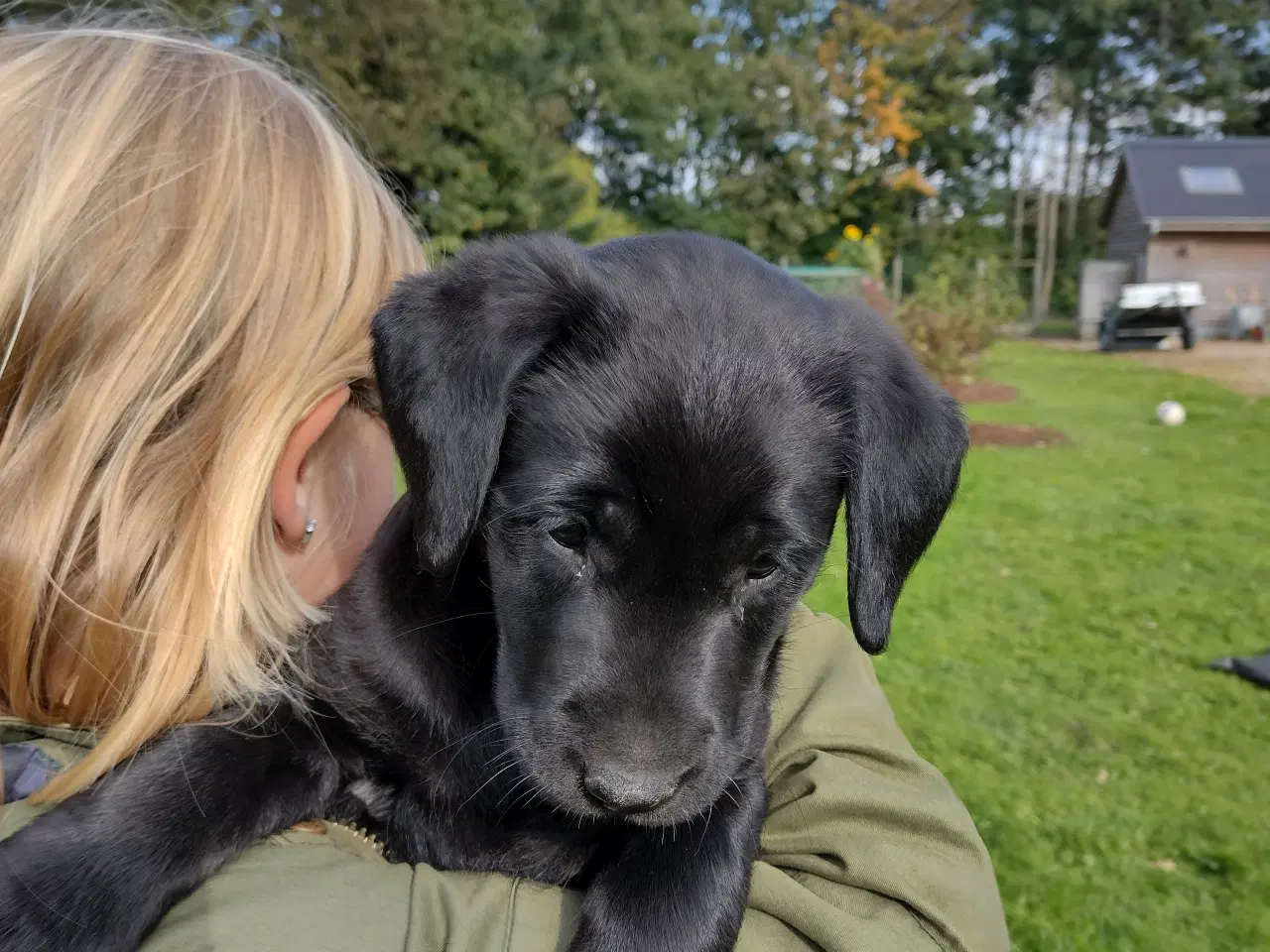 Billede 2 - SOLGT! Han F1 labrador hvalp