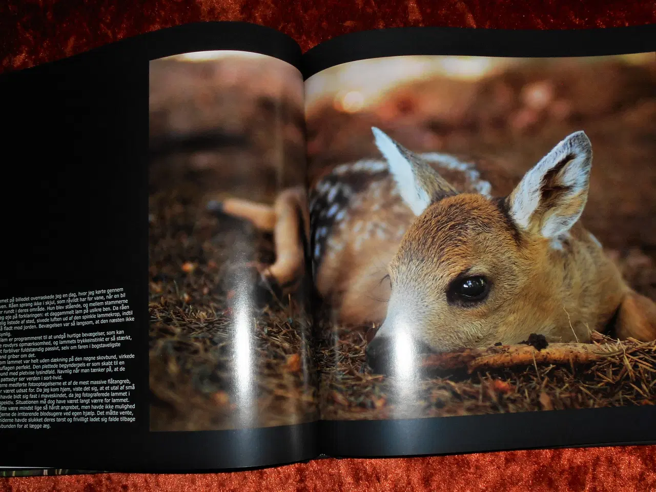 Billede 2 - Sommerbukken - råen og lammet, Michael Sand,