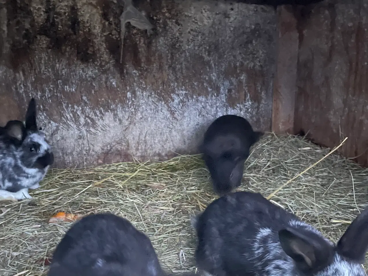 Billede 3 - New Zealand Red X Tysk kæmpeschecke