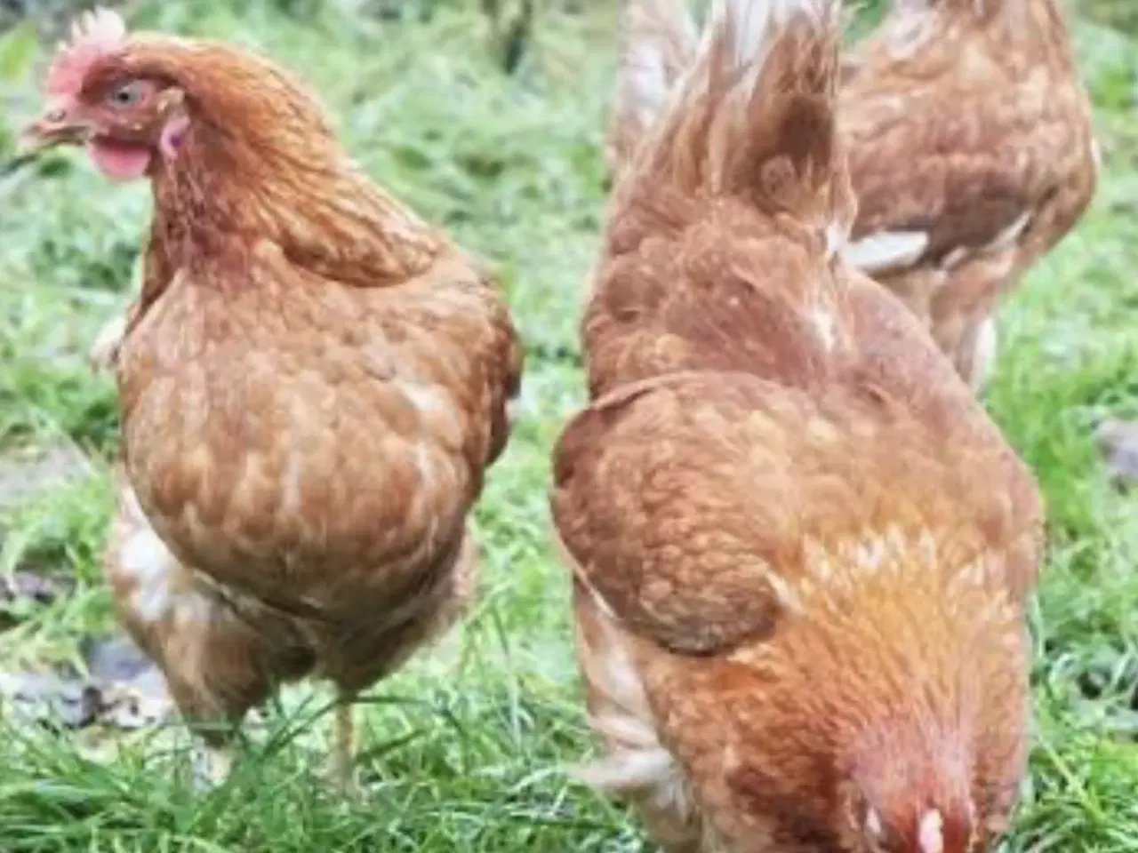 Billede 1 - 5 stk røde amerikaner 