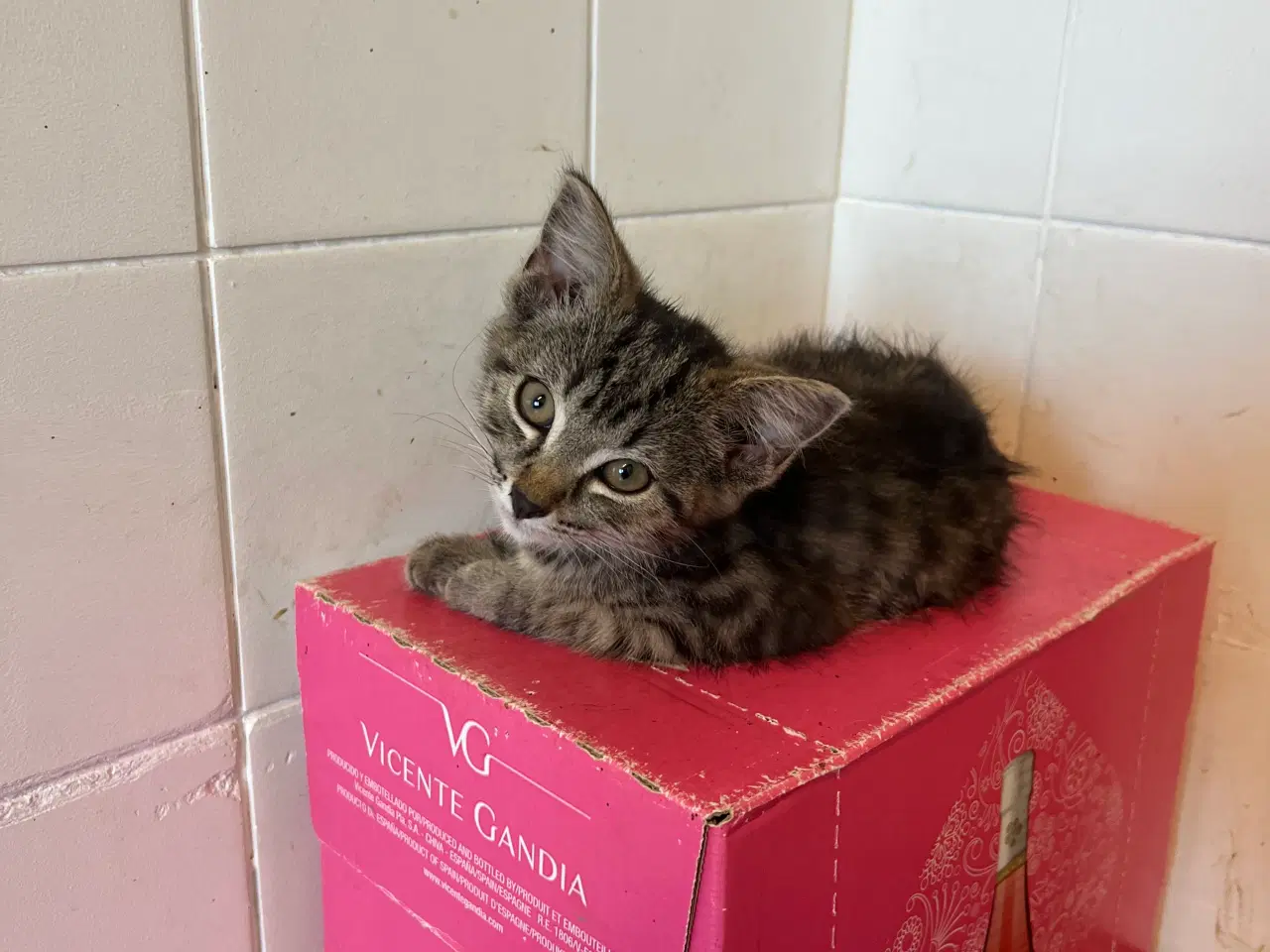Billede 2 - Gratis kattekillinger