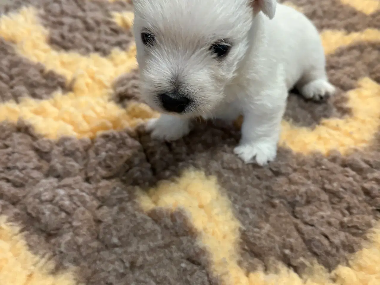 Billede 3 - West Highland White Terrier hvalpe til salg