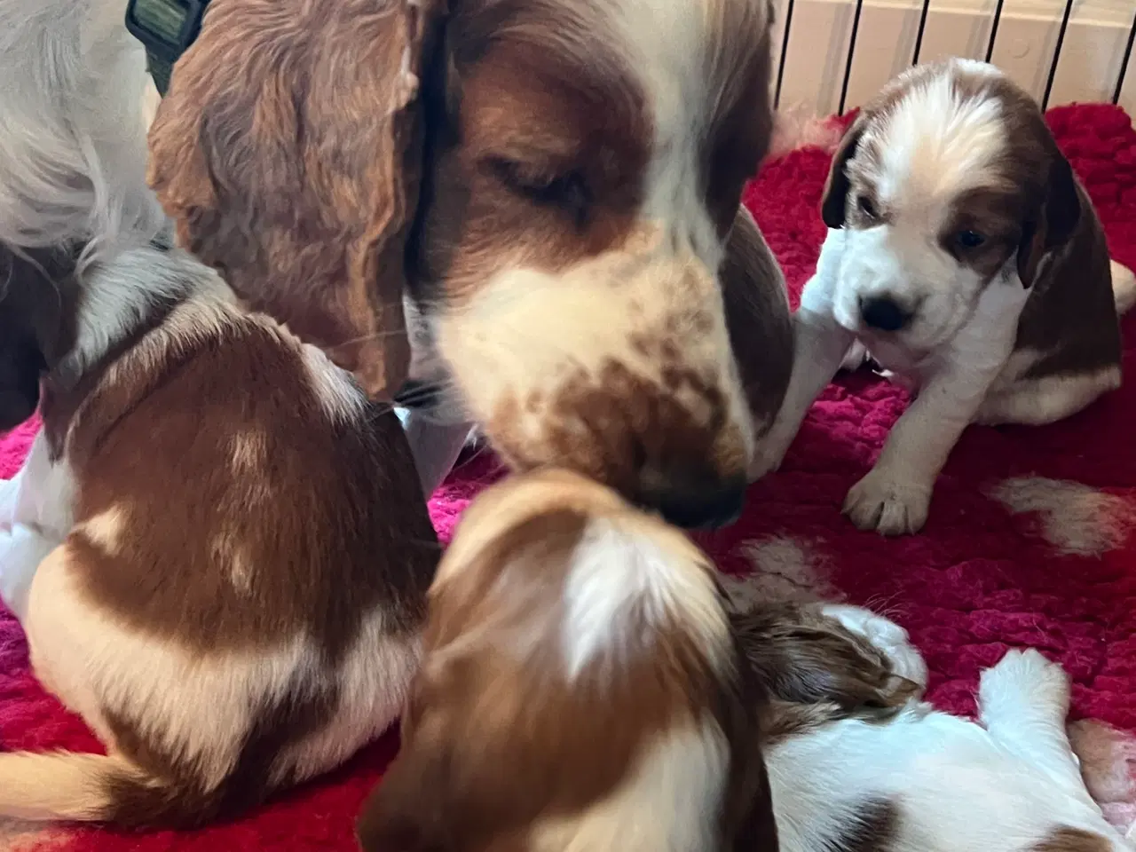 Billede 3 - Welch springer spaniel 