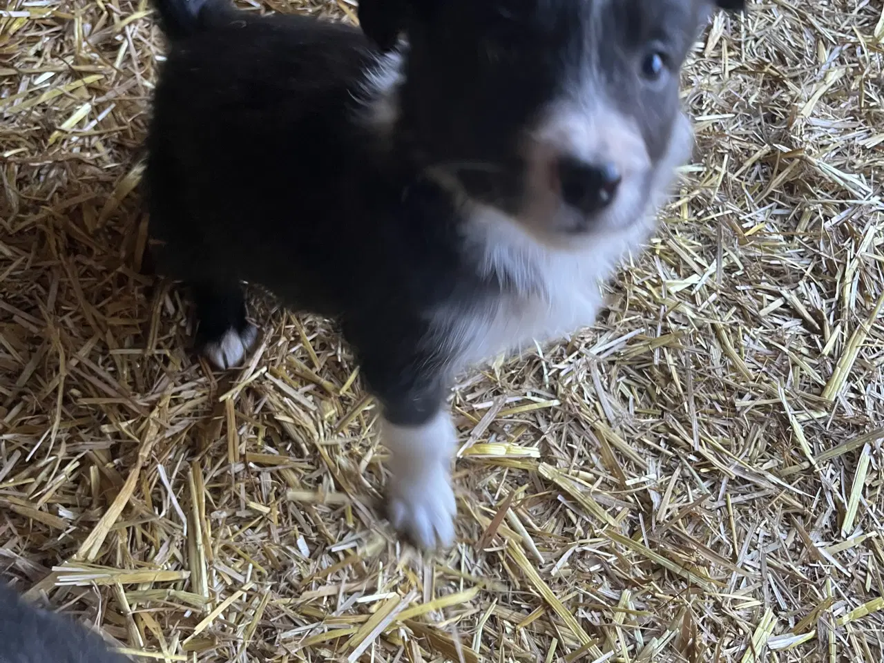 Billede 6 - Border Collie hvalpe søger deres nye familie