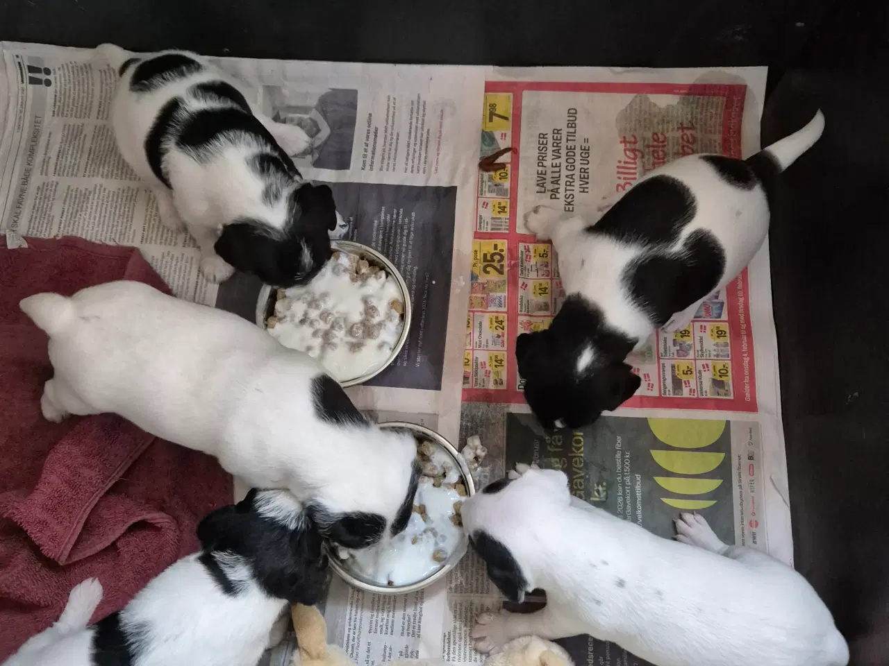 Billede 3 - Jack Russel terrier hvalpe. født 15/1 2026.