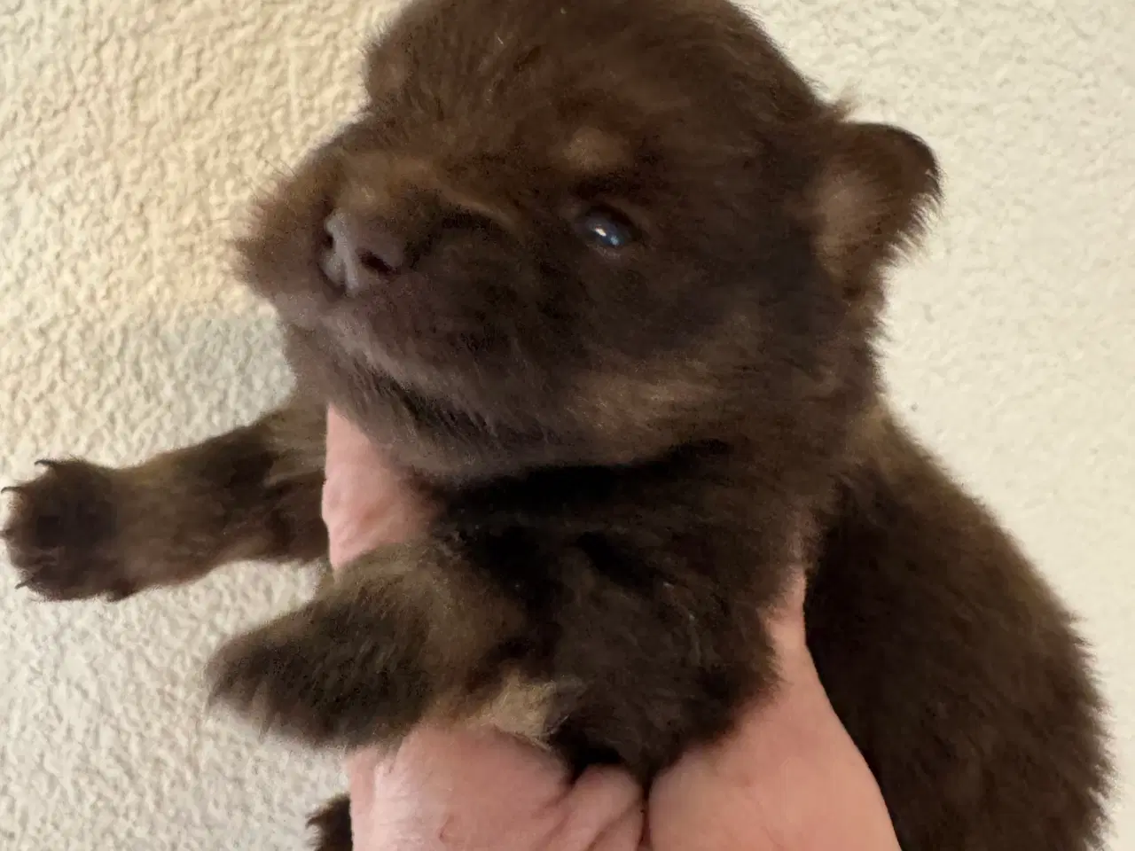 Billede 4 - Pomerania hvalpe til efterårsferien 