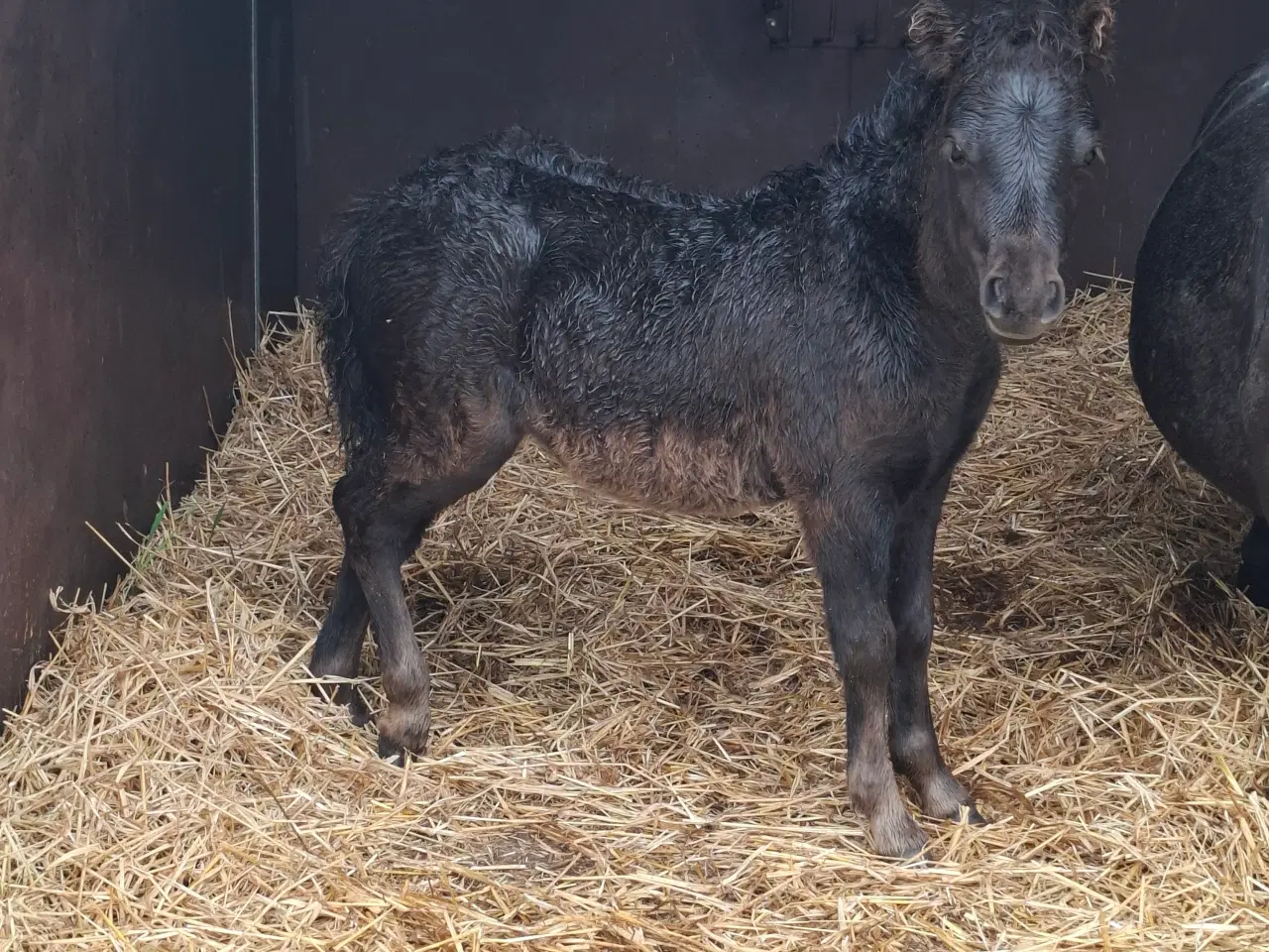 Billede 2 - Shetlænder Hoppeføl