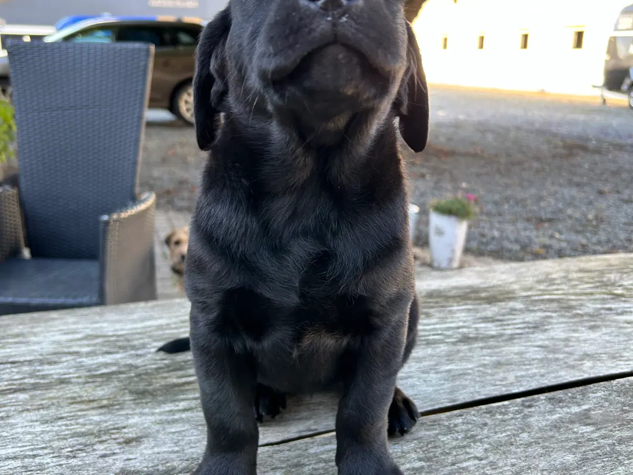 Billede 9 - Labrador hvalpe klar til at flytte hjemmefra