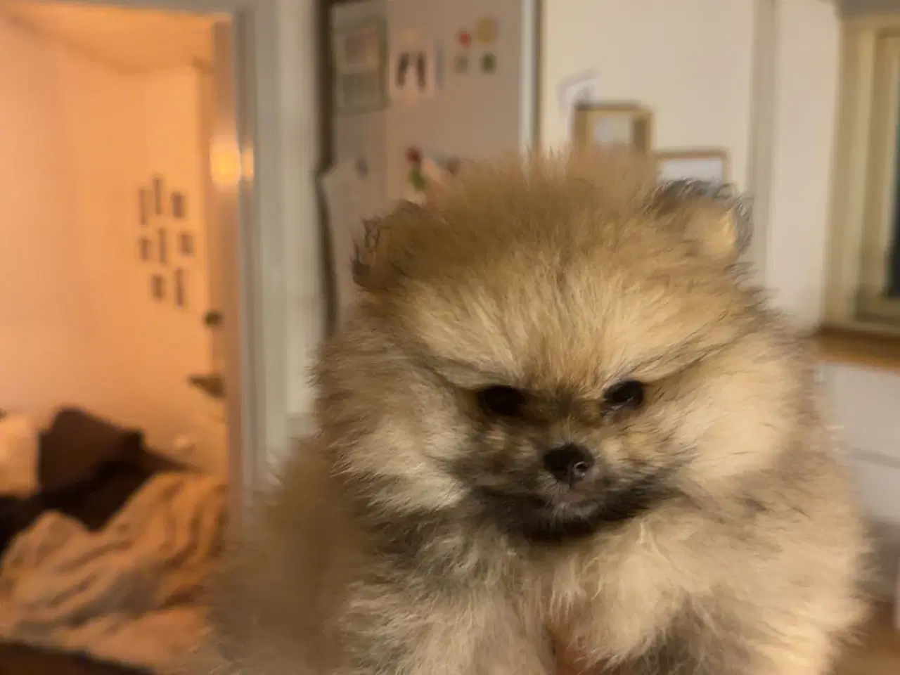 Billede 4 - Super sød dreng