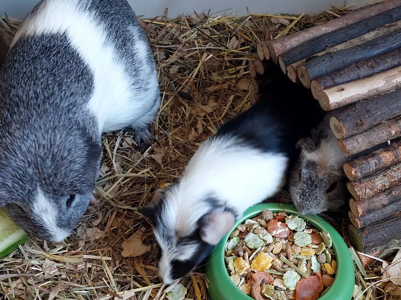 Billede 2 - 3 søde unger