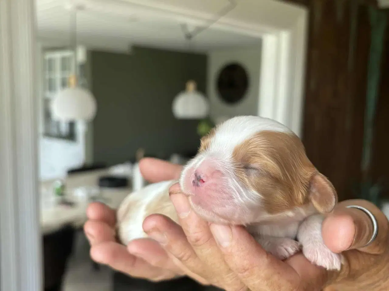 Billede 3 - Cavalier King Charles spaniel hvalpe 