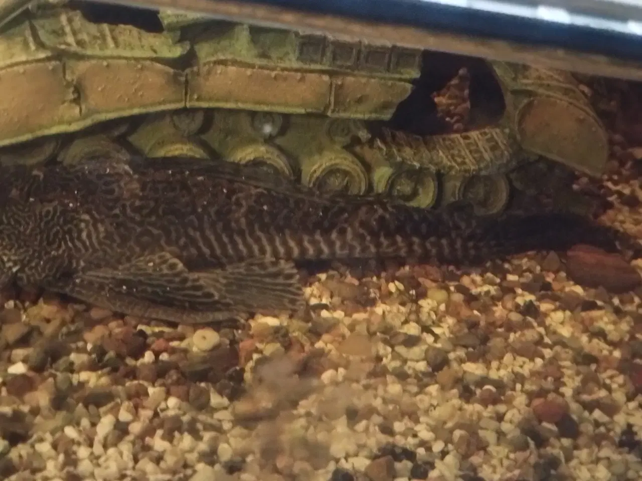 Billede 3 - Akvarie sofa bord