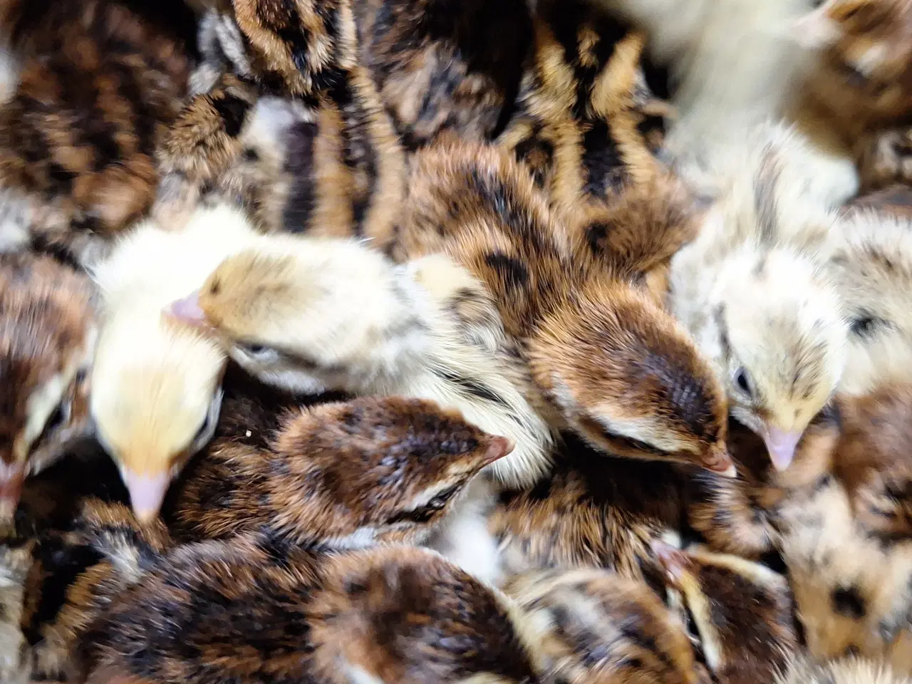 Billede 1 - Daggamle jumbo vagtler I forskellige farver