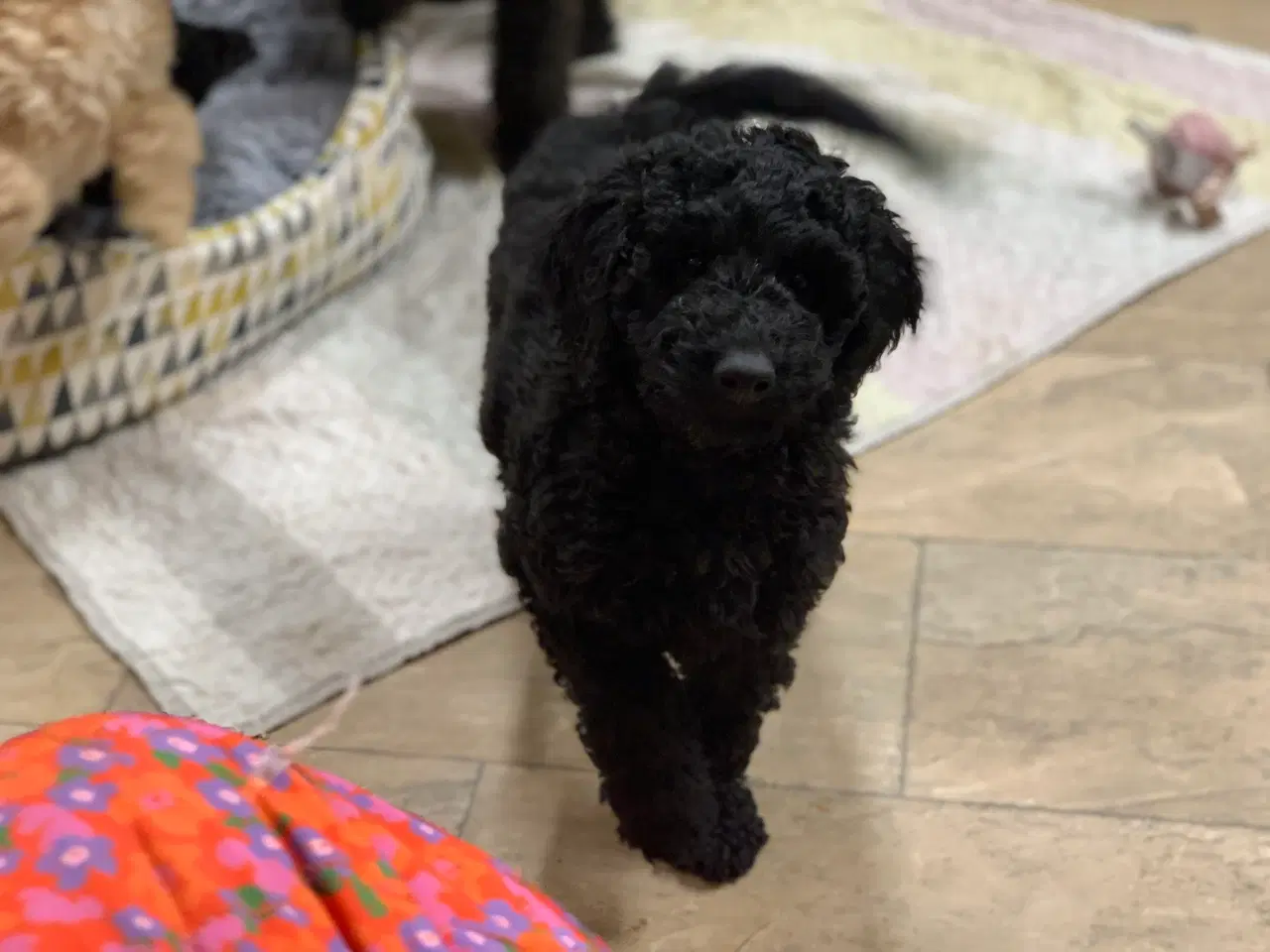 Billede 16 - Golden Doodle F1B babyer er rejse klar