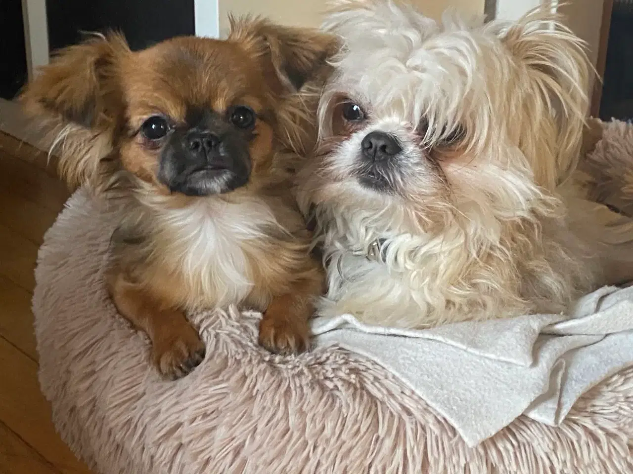 Billede 4 - Shih Tzu / Chihuahua hundehvalpe
