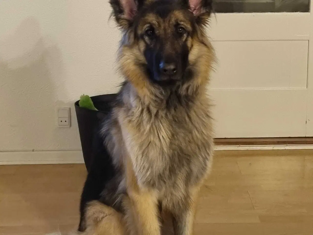 Billede 3 - Dejlige  schæfer tæve