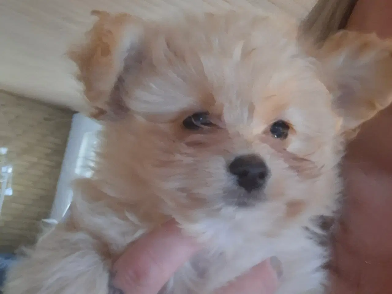 Billede 10 - Pompoo hvalpe 1 pige 2 drenge klar nu