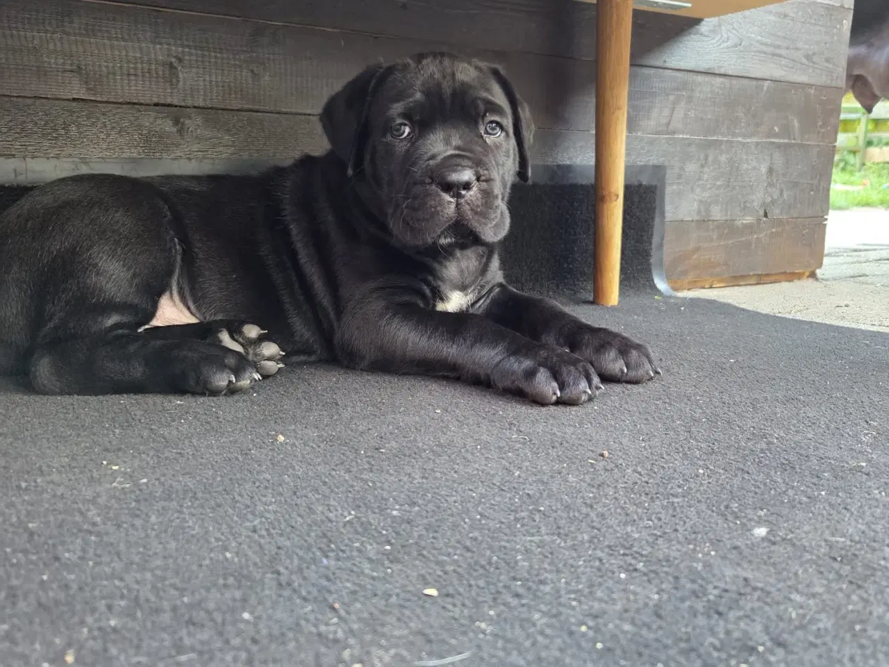 Billede 5 - Cane Corso italiano 