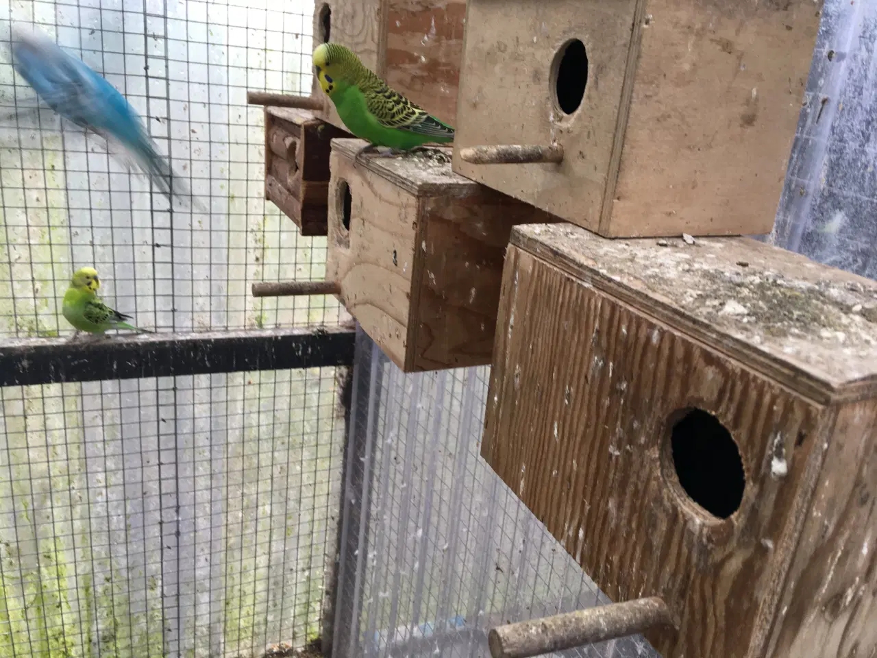 Billede 6 - Undulater flere forskellige farve