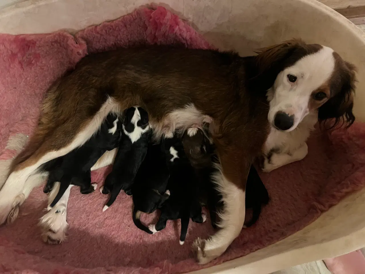 Billede 11 - 🐶 Smukke Mini Berner Sennen hvalpe 🐶 