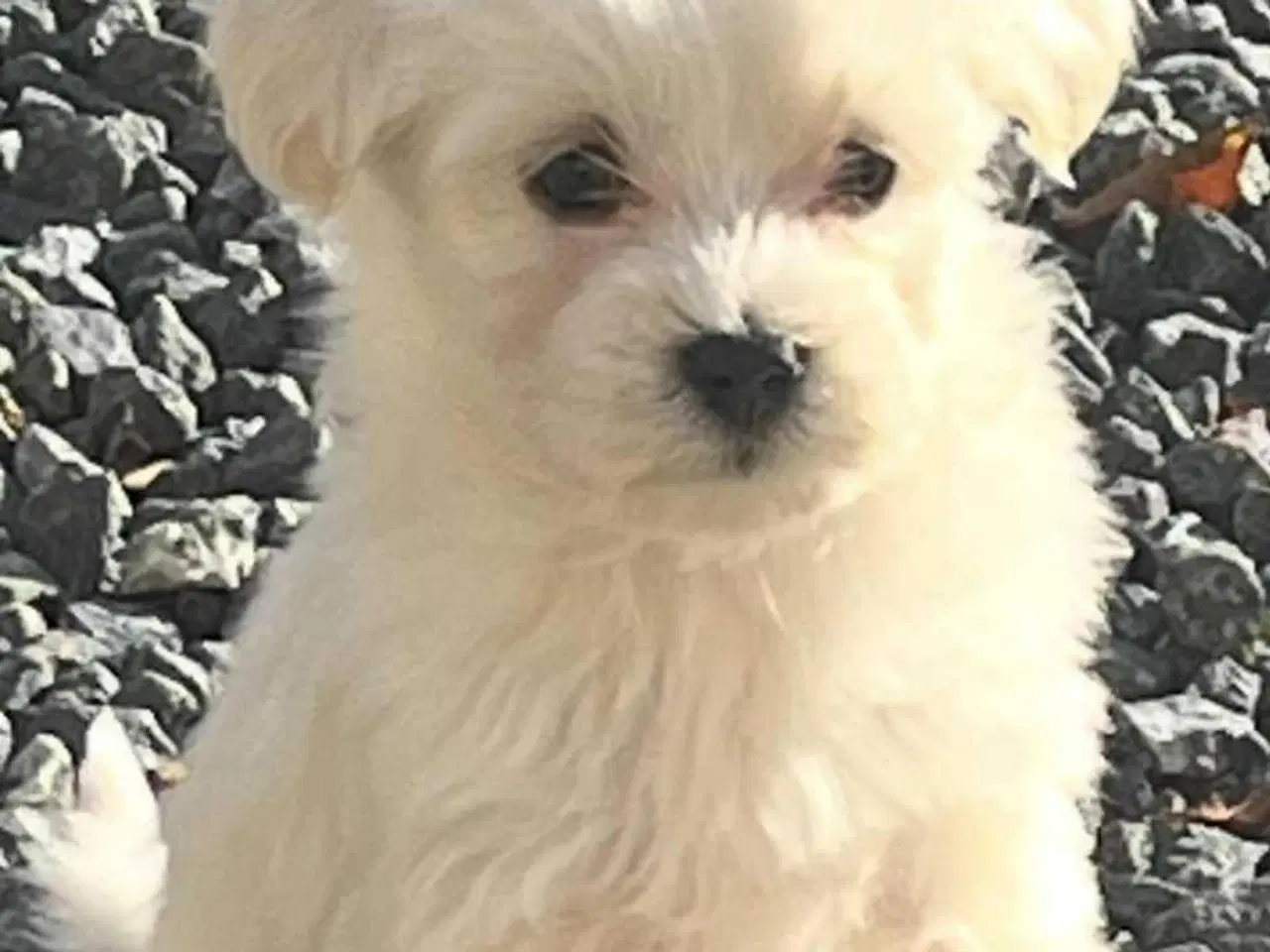 Billede 3 - 3 skønne hvalpe tilbage