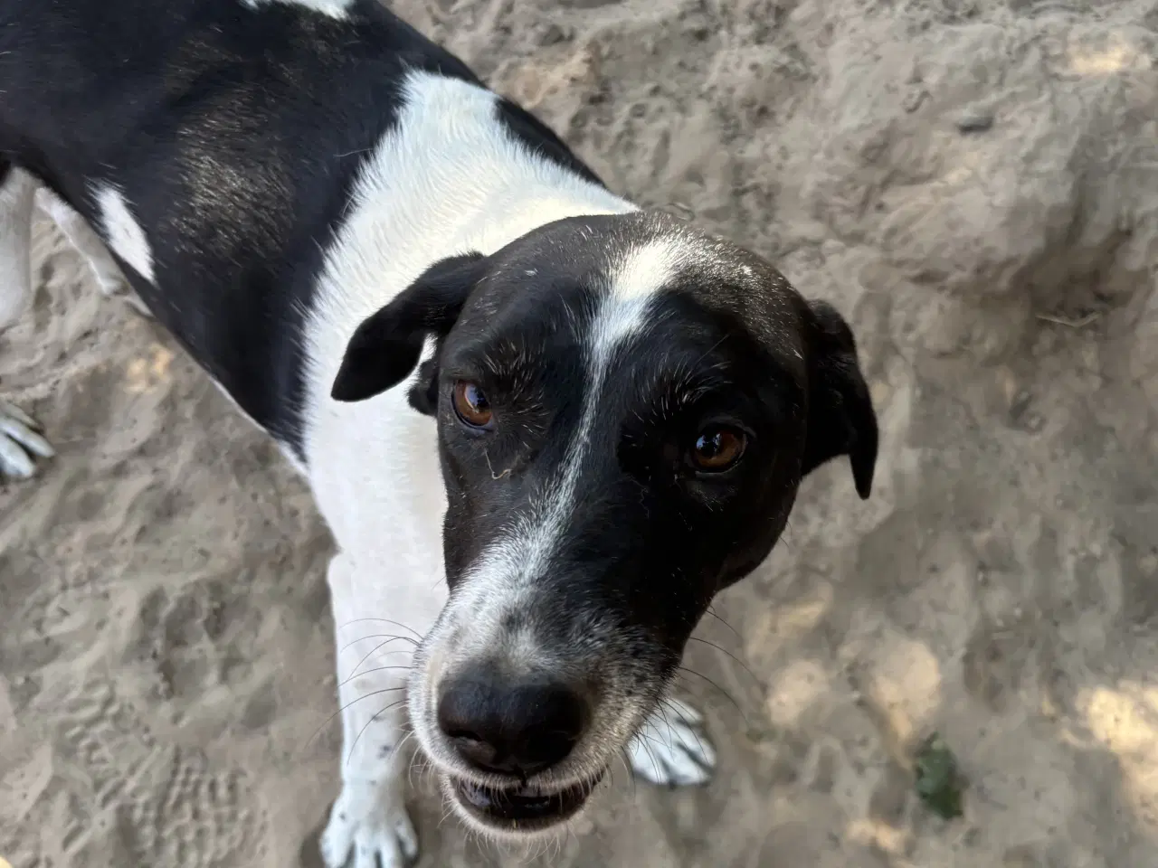 Billede 4 - Wilma søger familie! 🩷