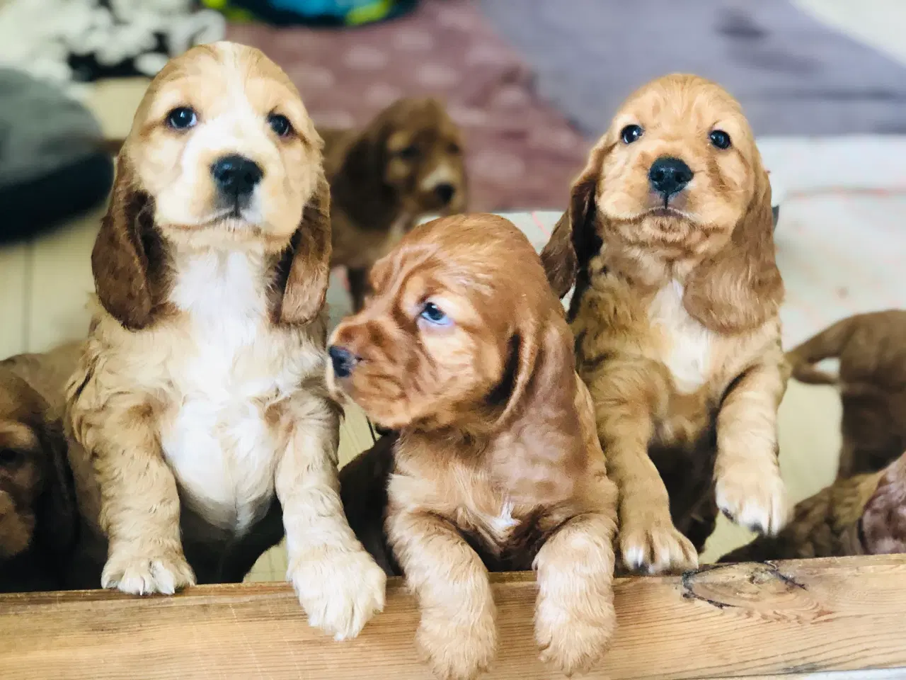 Billede 11 - Engelsk Cocker spaniel
