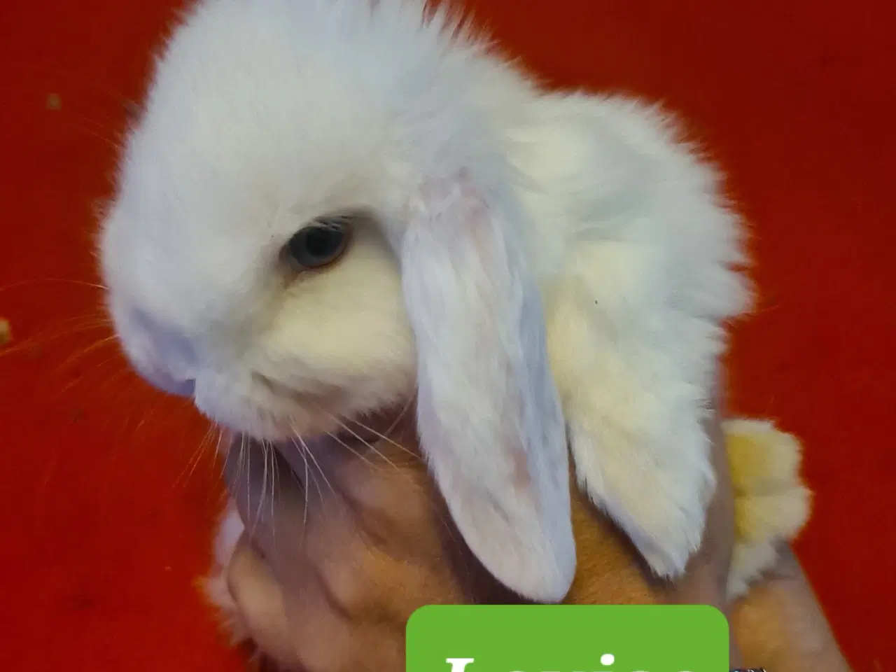 Billede 12 - Mini Lop Kaninunger 