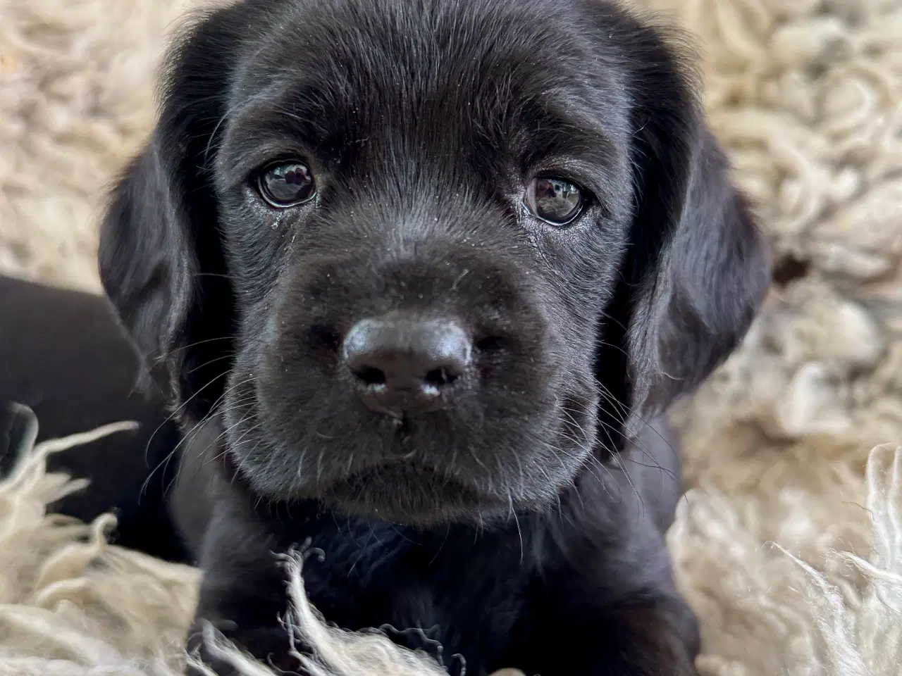 Billede 9 - Labrador og Amerikansk Cocker spaniel (Cockerdor)