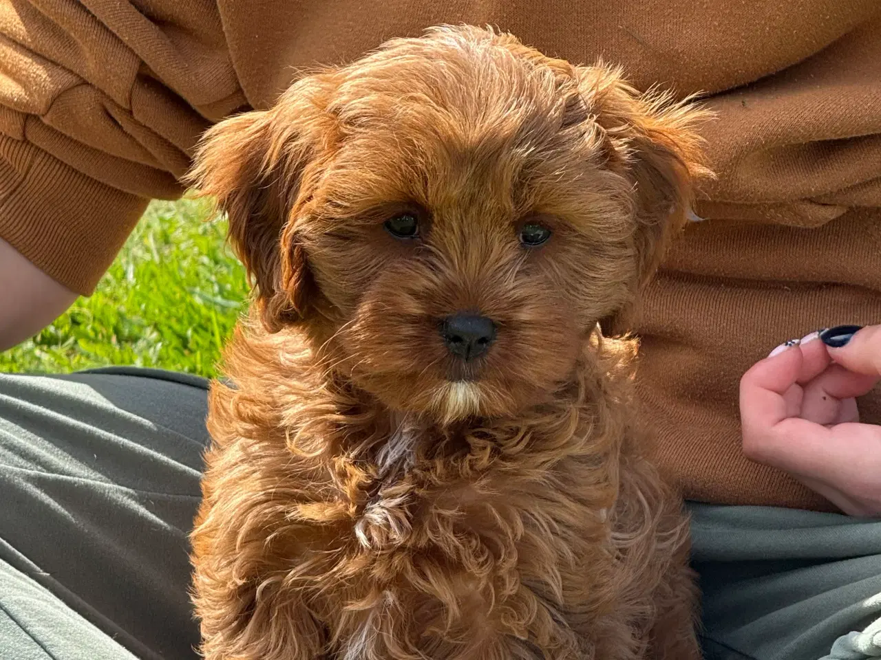 Billede 8 - Cavapoo Rejseklar 