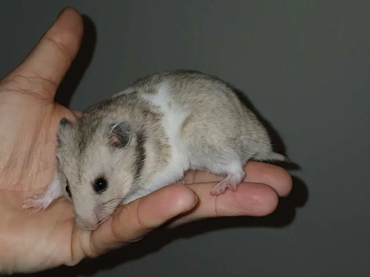 Billede 7 - Guldhamster unger
