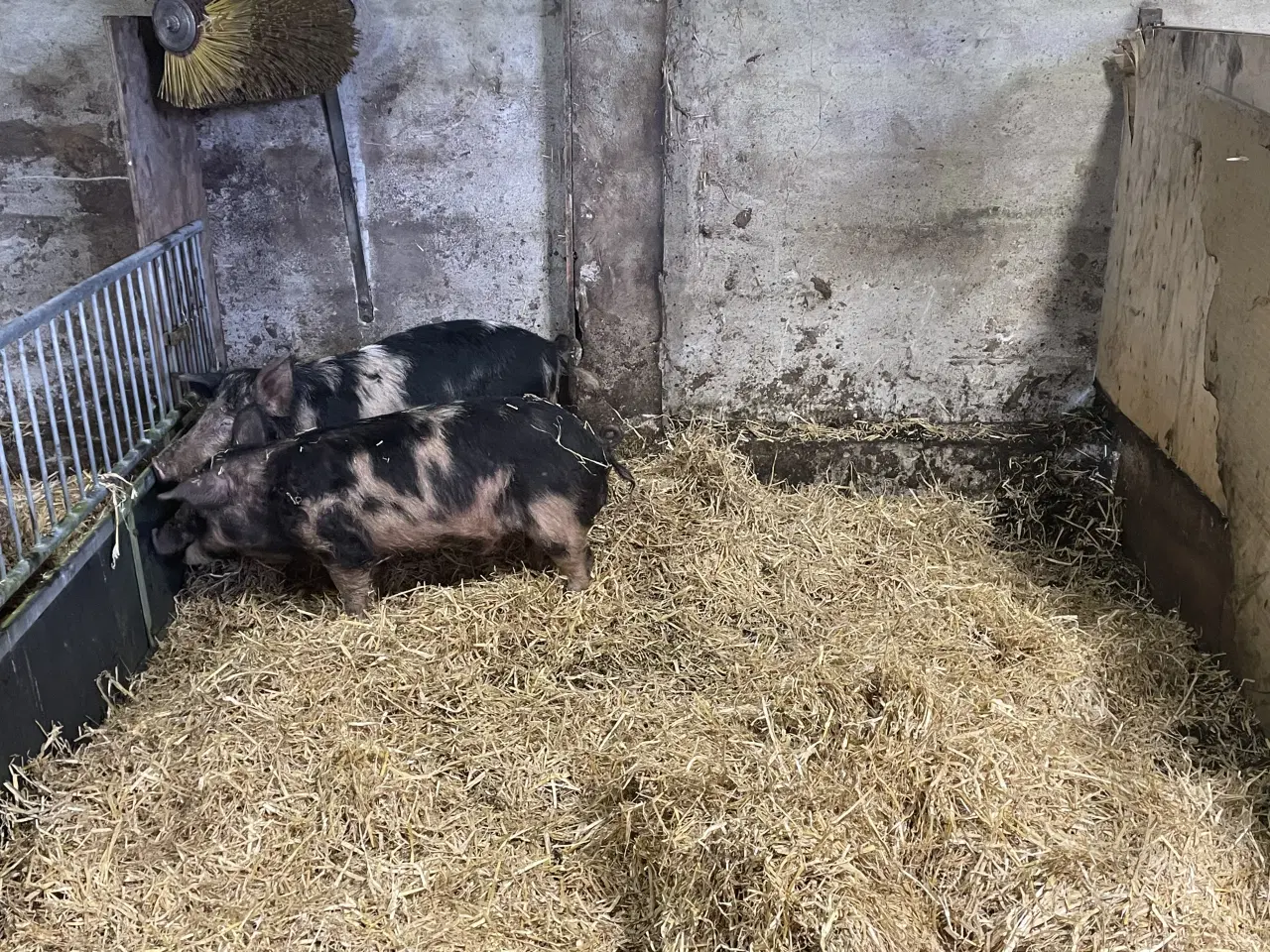 Billede 3 - 2 unge orne