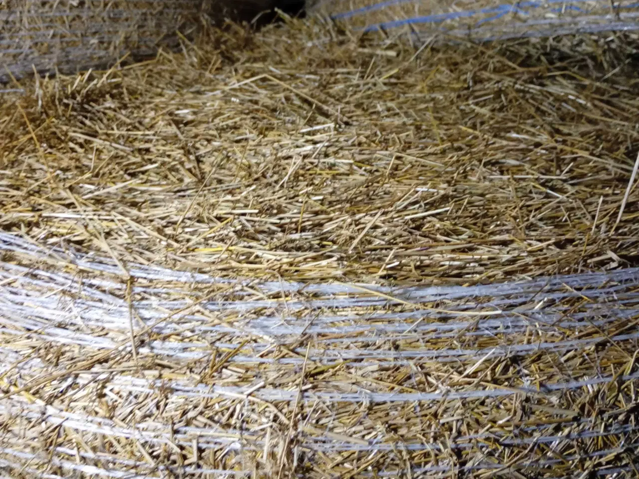 Billede 2 - Frøgræs halm