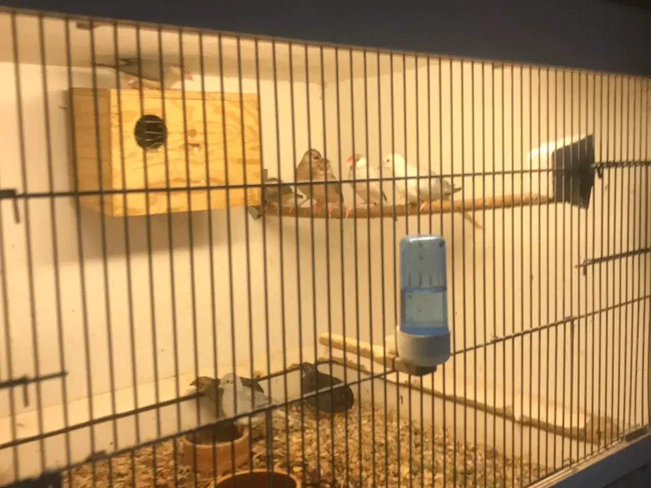 Billede 1 - diamantduer