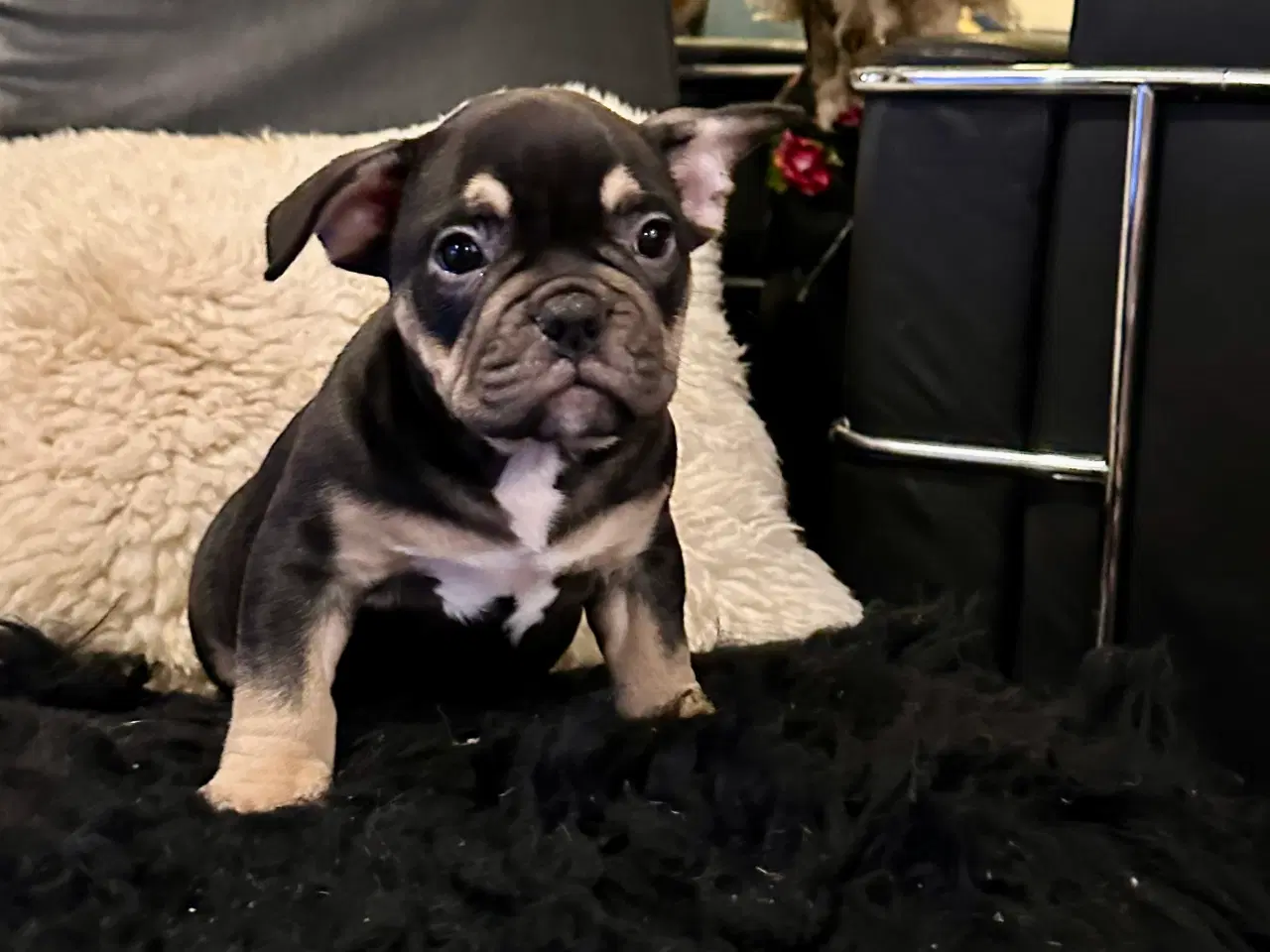 Billede 10 - New english bulldog